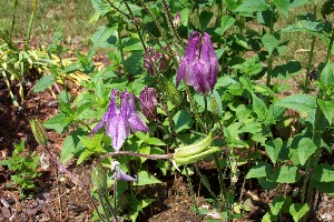 columbine in my garden