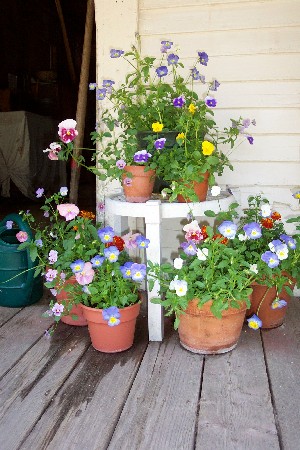 pansies on the porch